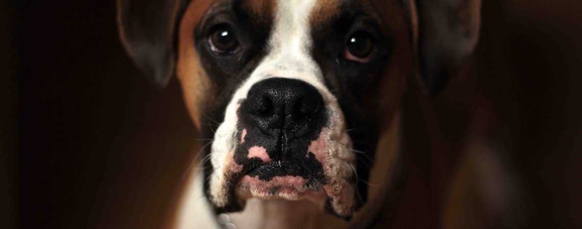 Boxerhund med underläpp som stirrar in i kameran